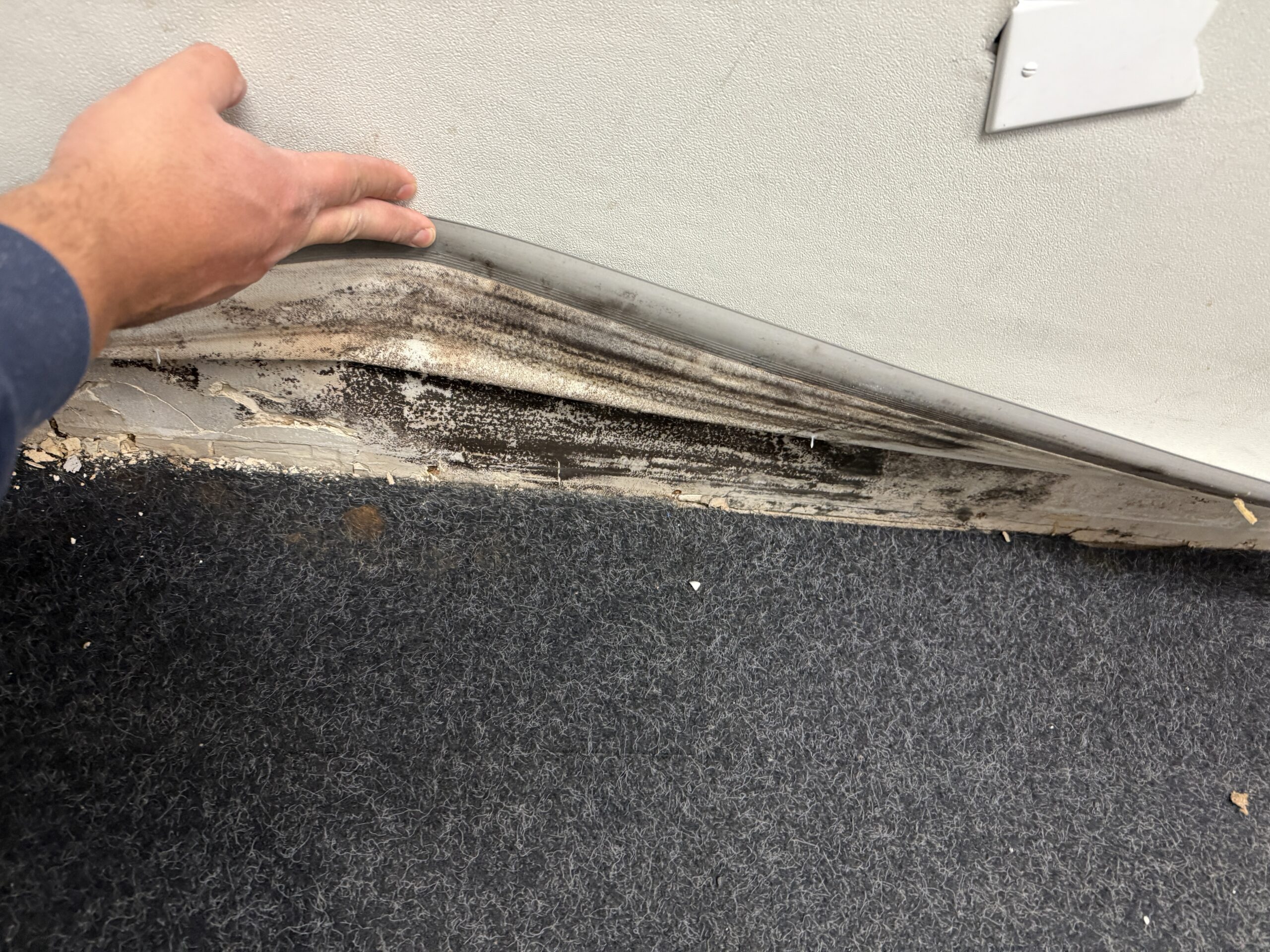Mold remediation inspection behind baseboard and flooring